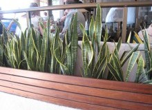 Kwikfynd Indoor Planting
mackayharbour