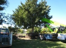 Kwikfynd Tree Management Services
mackayharbour