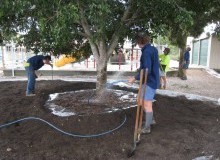 Kwikfynd Tree Transplanting
mackayharbour