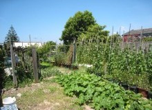 Kwikfynd Vegetable Gardens
mackayharbour